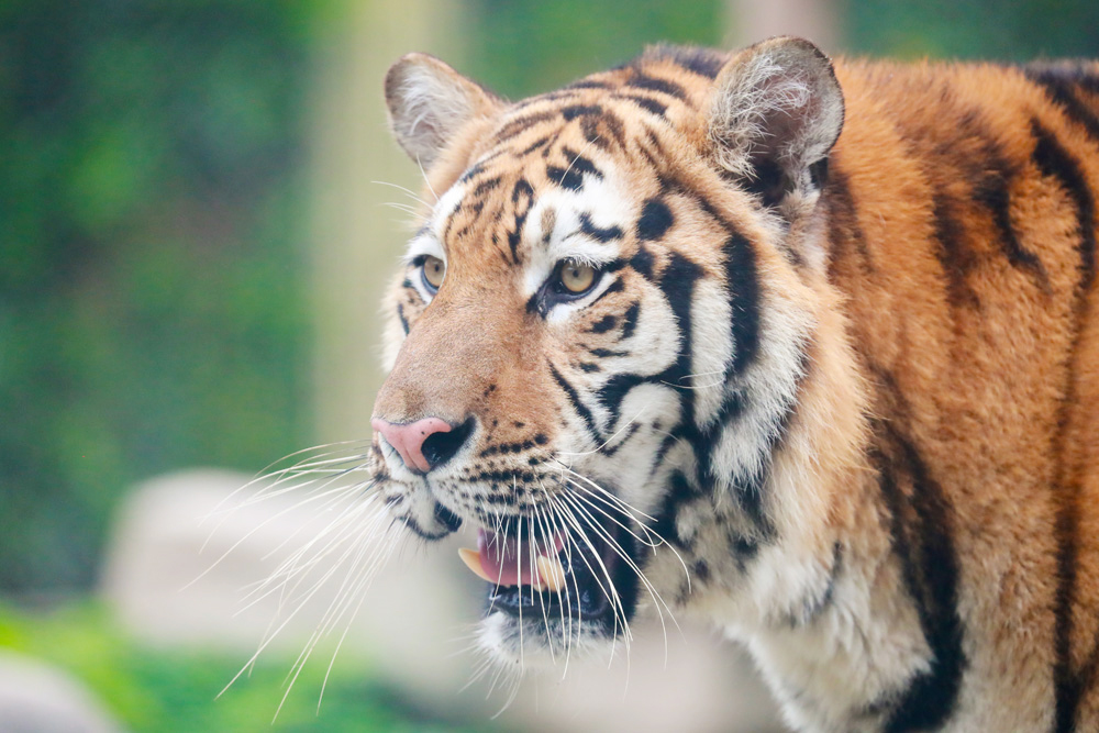 上海野生動物園 上海野生動物園